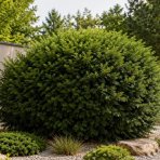 Tis prostredný (Taxus Media) ‘DENSIFORMIS’ - výška  20-30 cm, kont. C2L